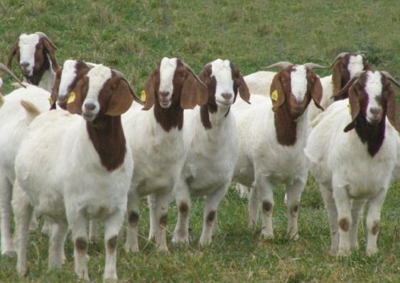 波尔山羊提纯复壮养殖效益高