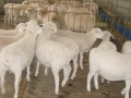 [每日农经]养羊行情向好 杂交羊养殖顺势走俏效益高