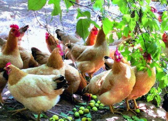 林果养鸡生态循环种养模式养鸡种果都赚钱