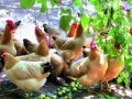 林果养鸡生态循环种养模式养鸡种果都赚钱