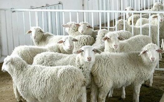 小尾寒羊养殖成本与效益分析