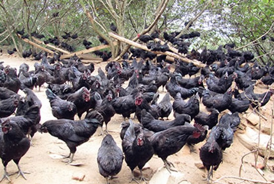 大山里的东兰三乌鸡“野味”十足养殖效益高