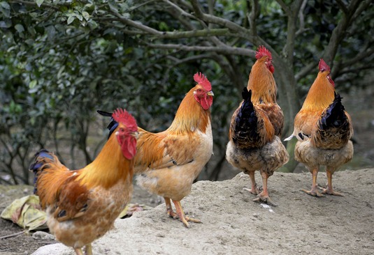 怎样在果园里养鸡？果园养鸡应注意的六个问题
