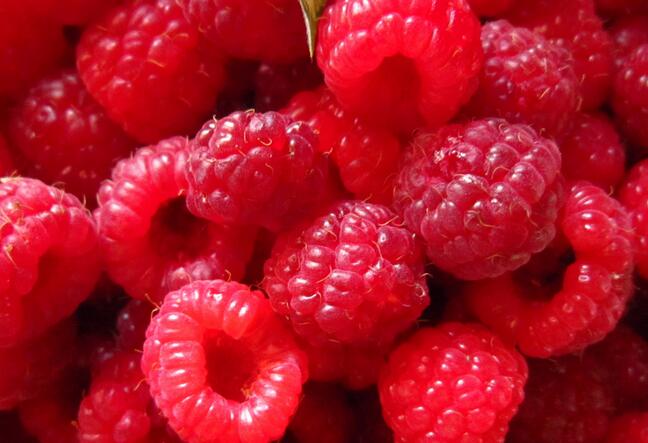 红树莓种植效益怎样？东北种红树莓赚钱吗？