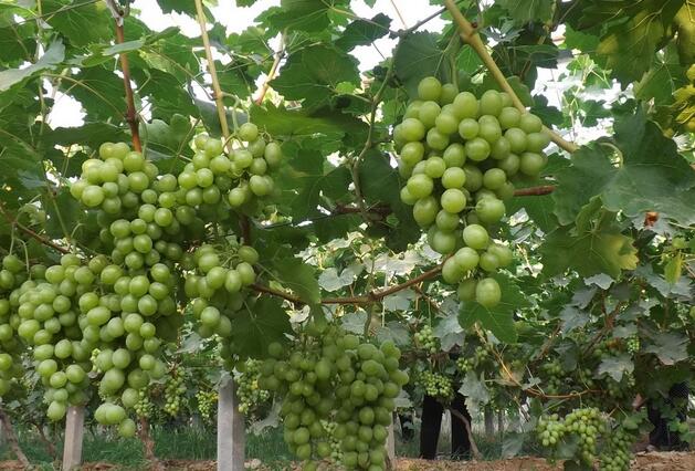 大棚里面种葡萄每亩净赚七千元