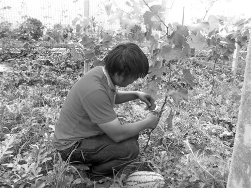 “葡萄+西瓜”以园养园一亩收入过万元