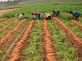 土豆和胡萝卜轮作套种 一亩纯收益3300元