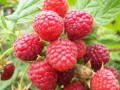 红树莓种植效益可观 串起农民增收“金链条”
