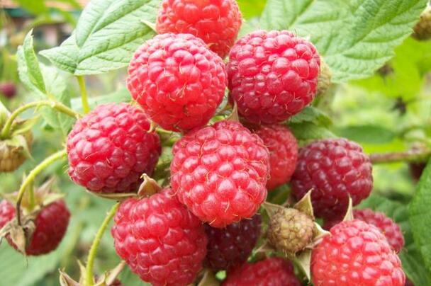 红树莓种植效益可观 串起农民增收“金链条”