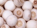 大棚种植双孢菇效益高 不到两年就能收回成本