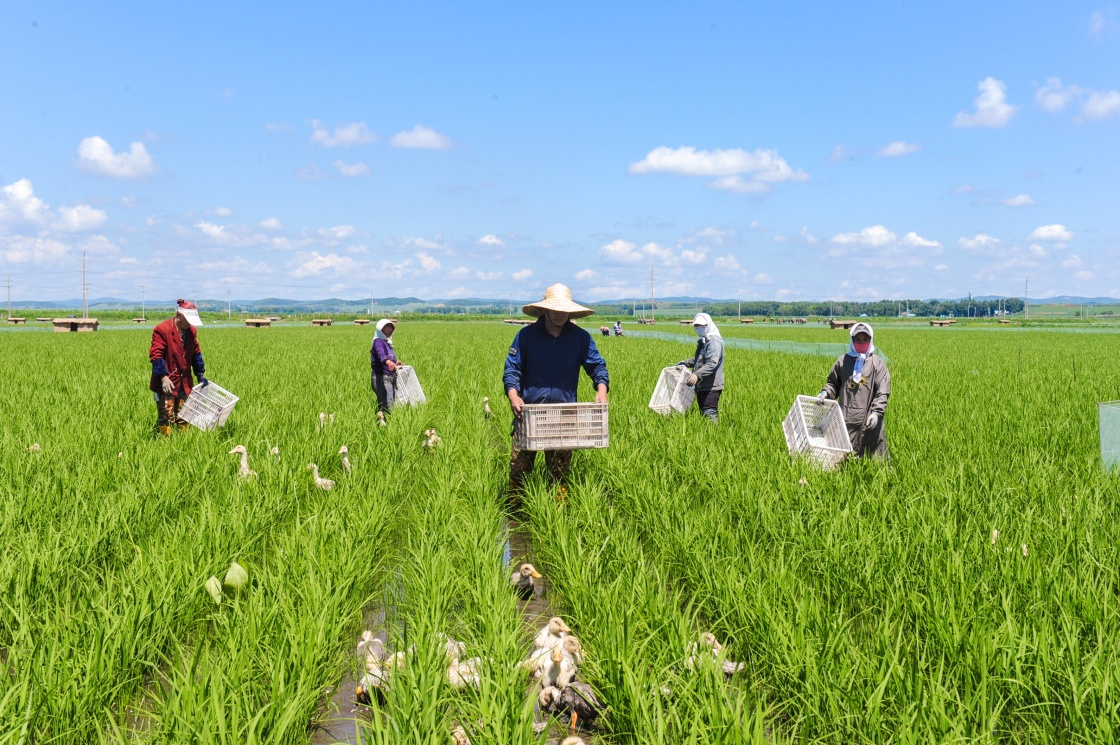 “鸭稻共育”一亩水稻种植区收入5000余元