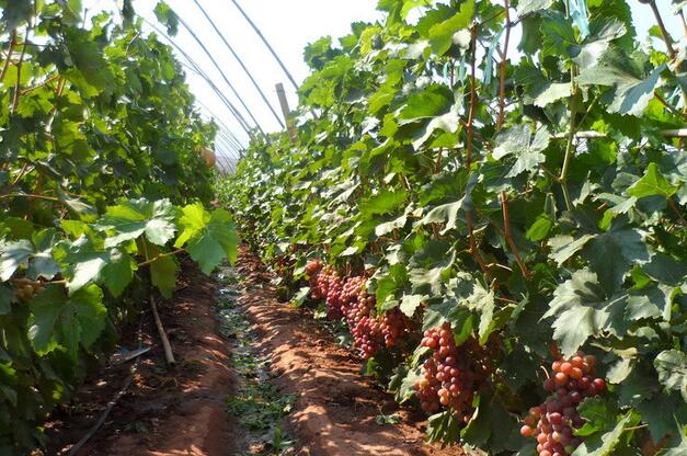 一亩葡萄的投资成本是多少？葡萄种植效益如何？
