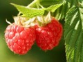 树莓(覆盆子)种植效益分析及品种介绍