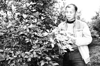 长林系列油茶良种护了生态富了农民