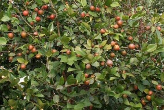 贵州：油茶含油高油质好抗性强 成农村种植业的主推品种
