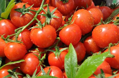 大棚无土栽培西红柿成功亩产1.4万斤亩收入4万多元