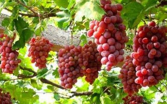 葡萄种植一亩效益五六万 种植致富有门道