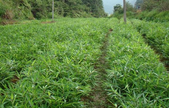 抛荒田地种植毛竹实生苗成活率高成农民特色致富产业