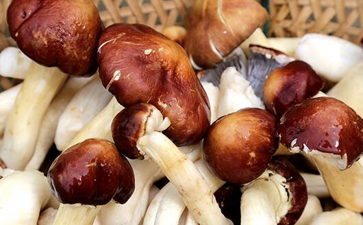 “蘑菇大王”王超良栽培大球盖菇一亩利润达万元