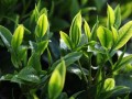 [每日农经]回龙茶种植不走寻常路 一片绿叶的财富秘密