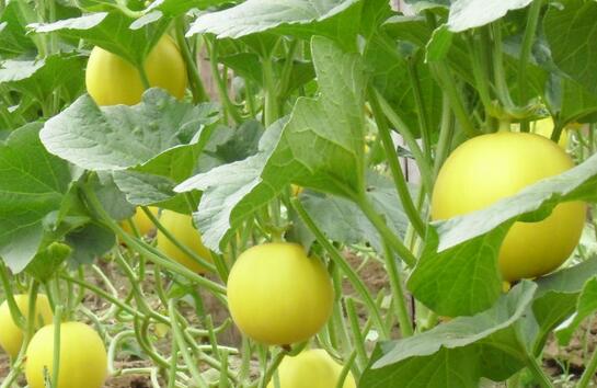 香瓜种植:北瓜南种30亩香瓜收入300多万元