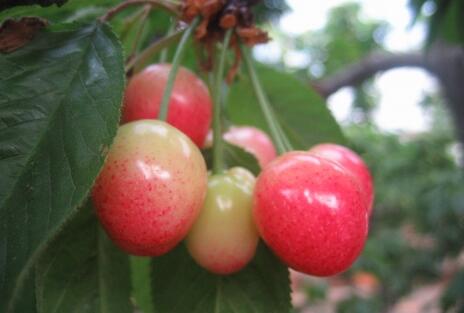大棚小樱桃每斤卖到30元成农民的致富果