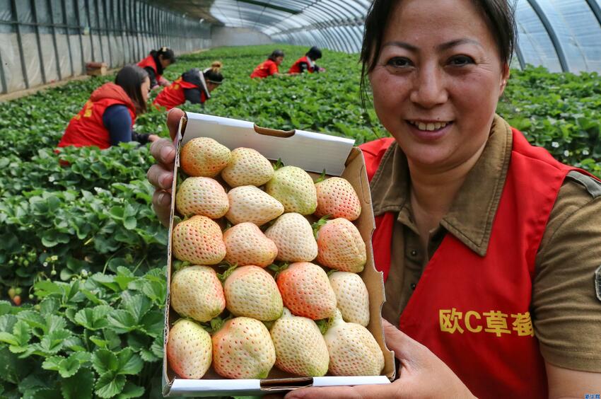 小草莓大经济 有机白草莓种植一亩纯收入达4万元