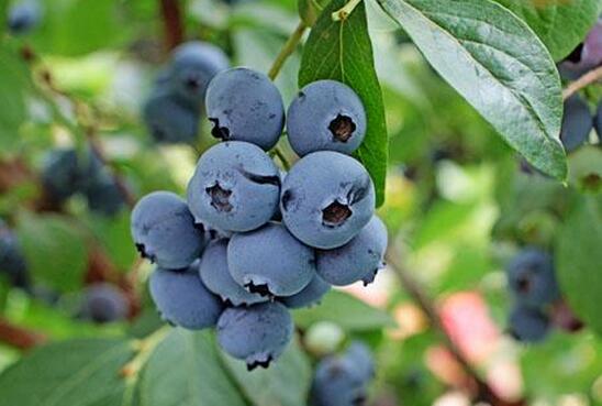 蓝莓种植利润可观,投资成本大不能盲目种植