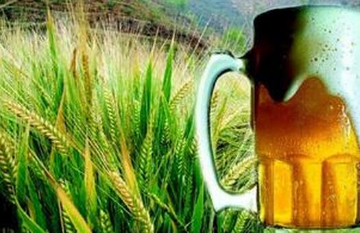 啤酒大麦种植前景与效益分析,种啤酒大麦赚钱吗？
