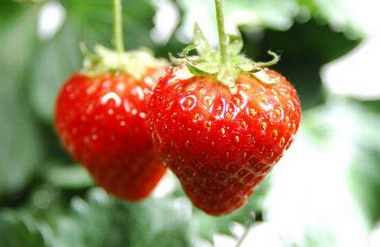 自然红草莓每斤30元 “慢农业”效益更高