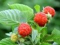 种植树莓一亩收入达2500元,成为农民致富“摇钱树”