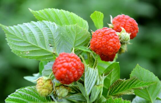 种植树莓一亩收入达2500元,成为农民致富“摇钱树”