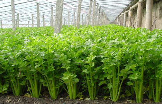 大棚芹菜种植助农增收致富