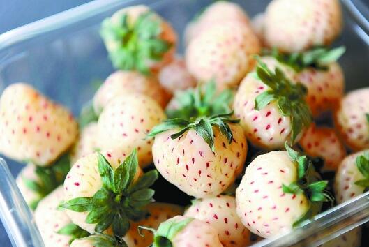 白草莓价格高,草莓里的“白富美”