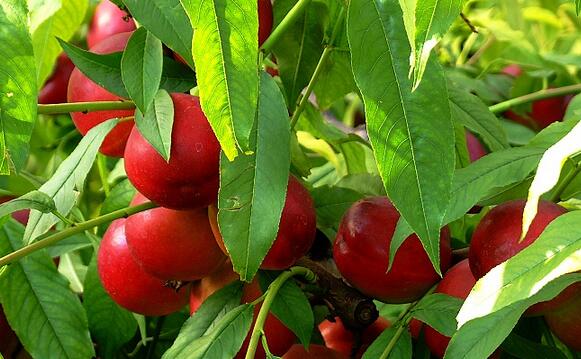 大棚油桃种植效益高 结出“致富金果果”