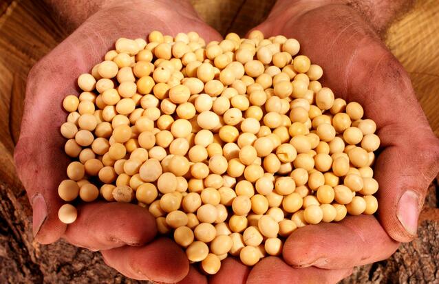 豆粕需求下降,2016年种植大豆赚钱么？