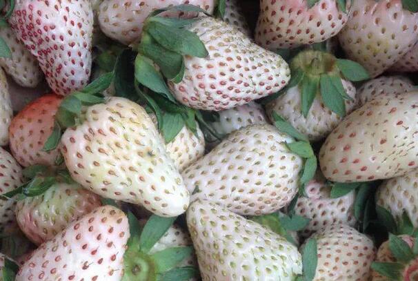 大连草莓采摘玩出新高度,白草莓300元一斤供不应求