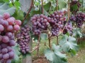 大棚葡萄种植早熟新品种