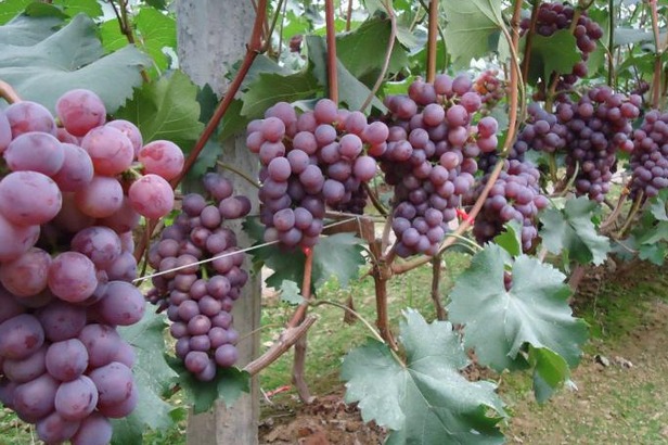大棚葡萄种植早熟新品种
