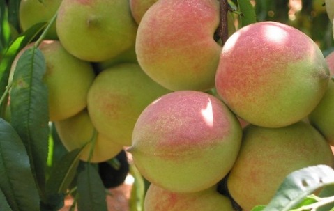 大棚种植早熟鲜桃卖价高不愁销