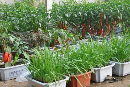 新奇特致富项目:盆栽蔬菜以稀为贵种植效益高