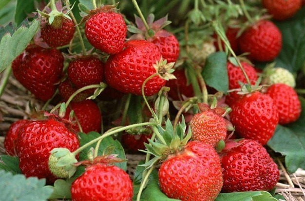 大棚种植草莓赚钱多 单棚草莓纯收入3万元