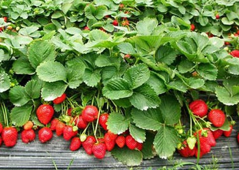 大棚草莓无土栽培夏季更赚钱一亩纯收入2万元