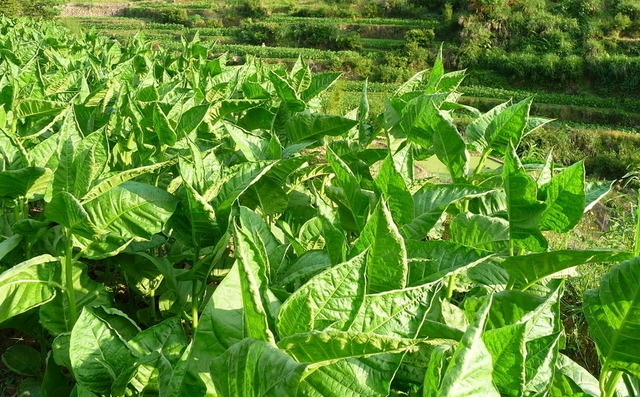 烤烟种植年纯收入20多万元,农民增收致富的“金叶子”