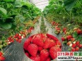 大棚种出怕“热”的草莓夏天更赚钱