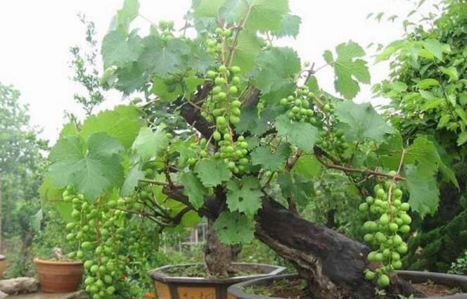 [每日农经]一亩盆景葡萄卖出三十万元是如何做到的