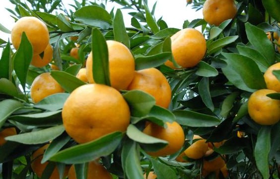 晚熟杂交柑橘品种沃柑种植效益高