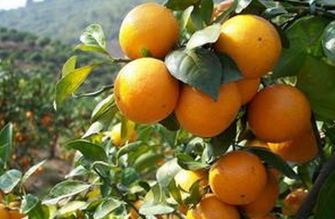 [绿色时空]柑橘的财富秘密,柑橘飘香年味浓20160124