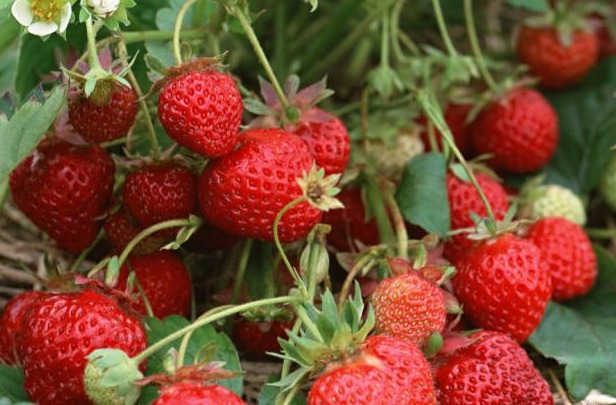 大棚种植无公害奶油草莓效益高一亩收入3万元