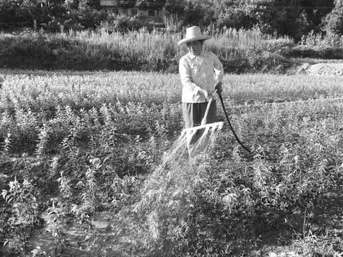 脆李苗圃管理技术：间苗促生长 浇水防干旱